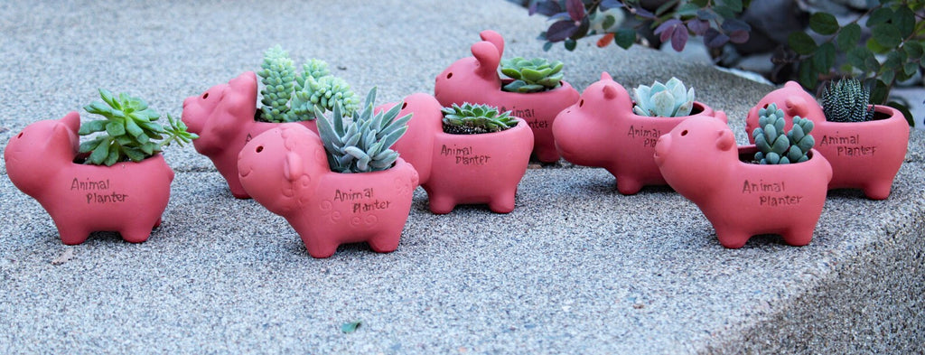 Adorable Reddish Sunburned Terra cotta Mini Animal Shaped Pots with Live Succulents . GREAT GIFT IDEA!