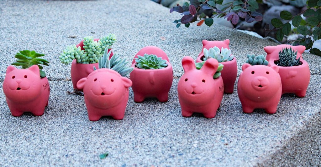 Adorable Reddish Sunburned Terra cotta Mini Animal Shaped Pots with Live Succulents . GREAT GIFT IDEA!