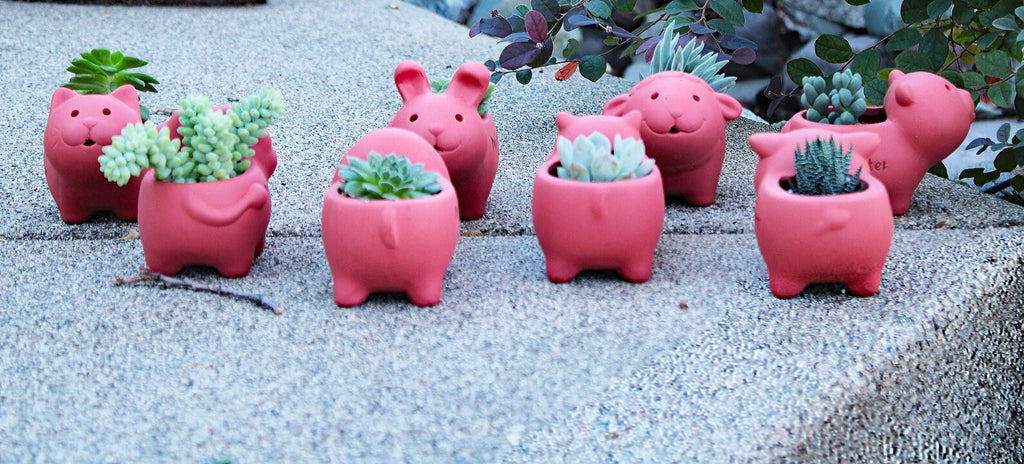 Adorable Reddish Sunburned Terra cotta Mini Animal Shaped Pots with Live Succulents . GREAT GIFT IDEA!