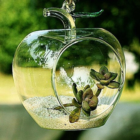 clear succulent planter Apple Shaped Clear Glass Planter for Small Succulents, Air Plants or Rock Garden